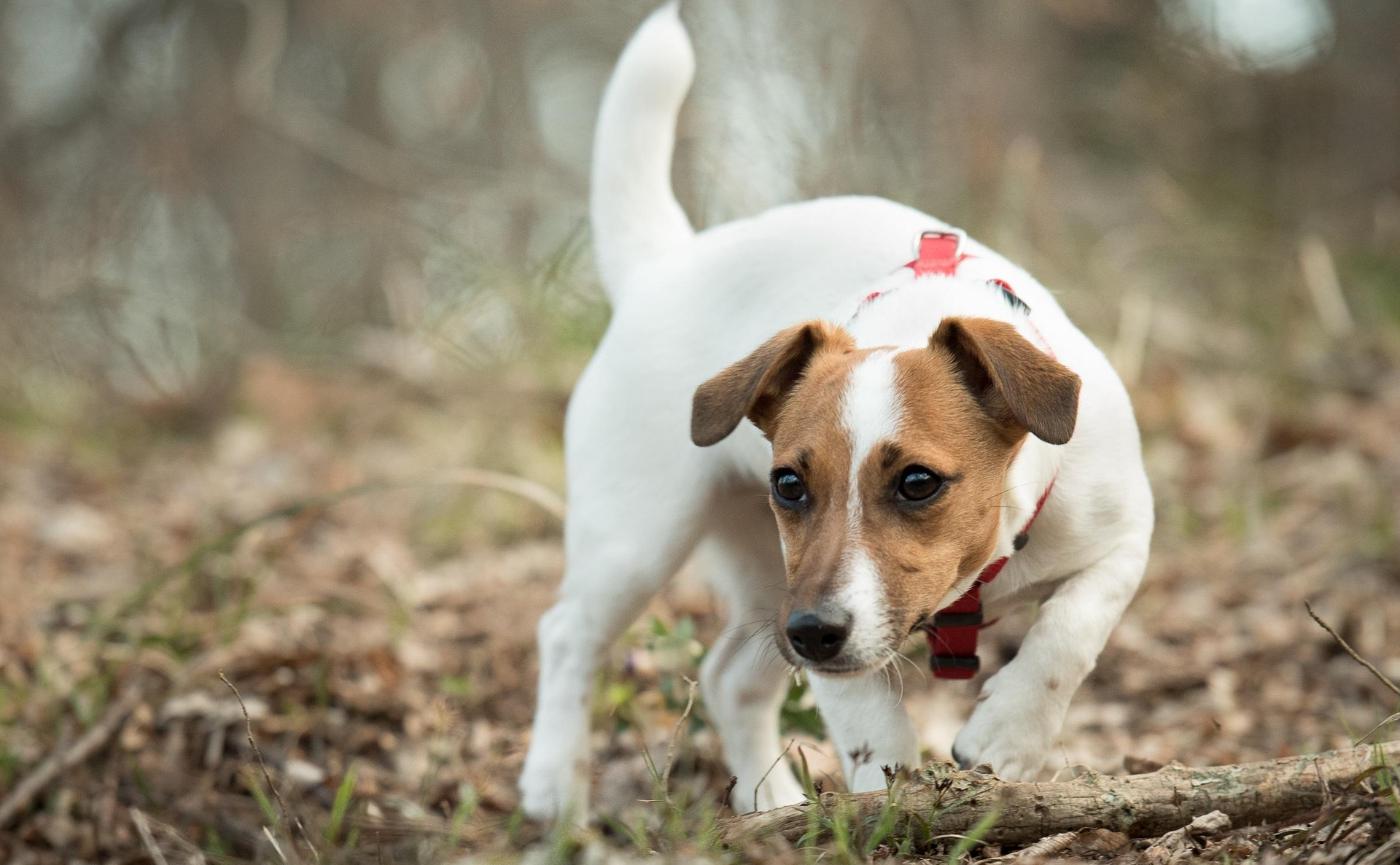 傑克羅素梗犬能量管理全攻略：從基因、運動到環境刺激，一次講清楚