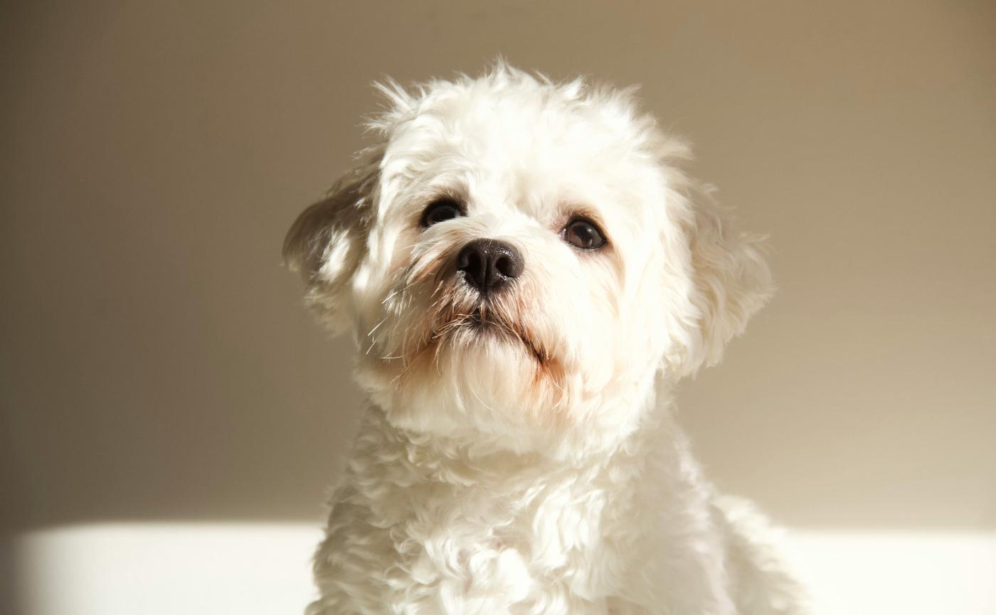 瑪爾濟斯飼養全攻略：專業解析 × 飼養資訊，帶你迎戰淚痕與毛髮危機