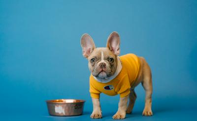 法國鬥牛犬飼養全攻略：鼻吻護理與夏季降溫對策