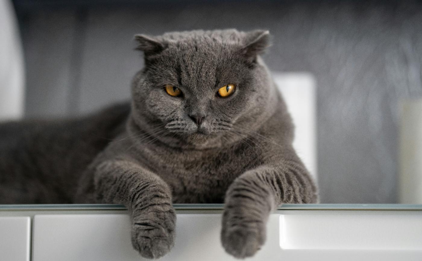 貓咪為什麼喜歡在你洗澡時守在外面？守門員行為的6大科學心理解析