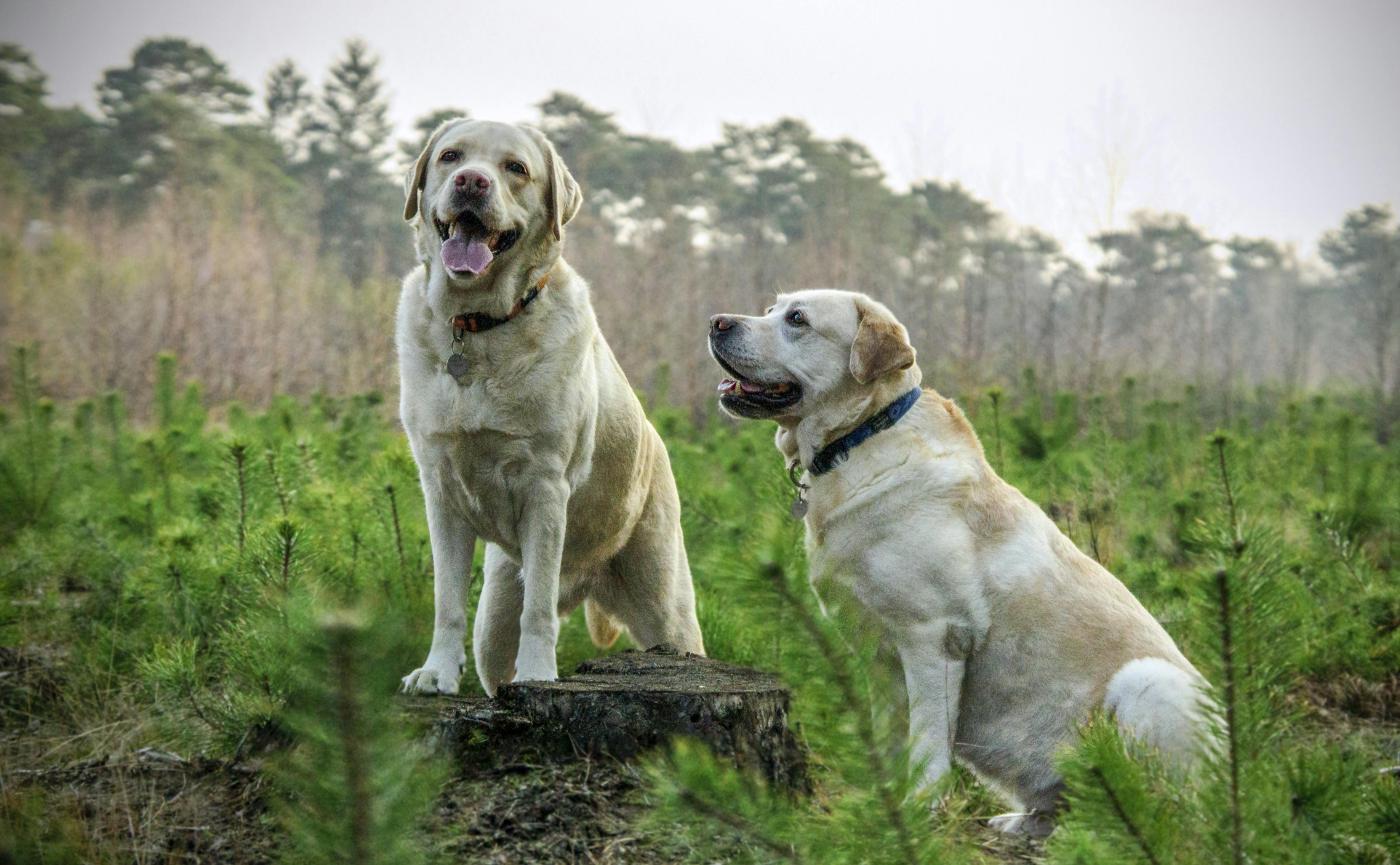 拉布拉多犬詳細介紹｜性格、外觀、飼養與健康全攻略