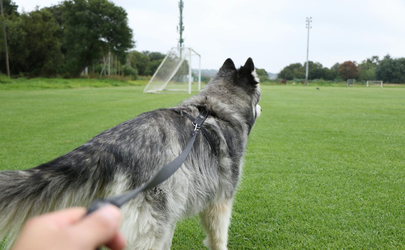 遛狗不再被拖著走！隨行訓練終極指南：從零解決狗狗暴衝