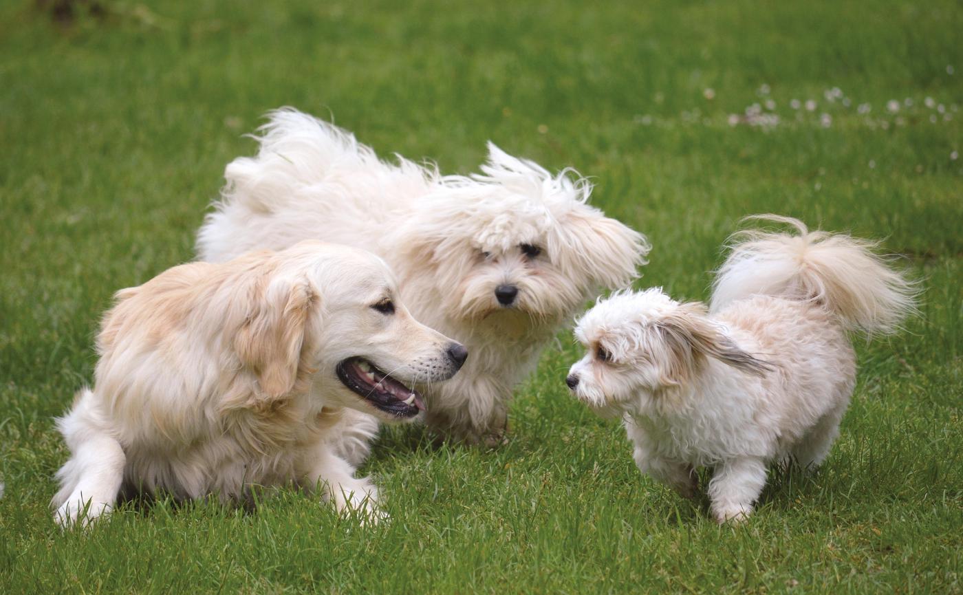 狗狗社交技巧：與其他狗狗、陌生人互動訓練
