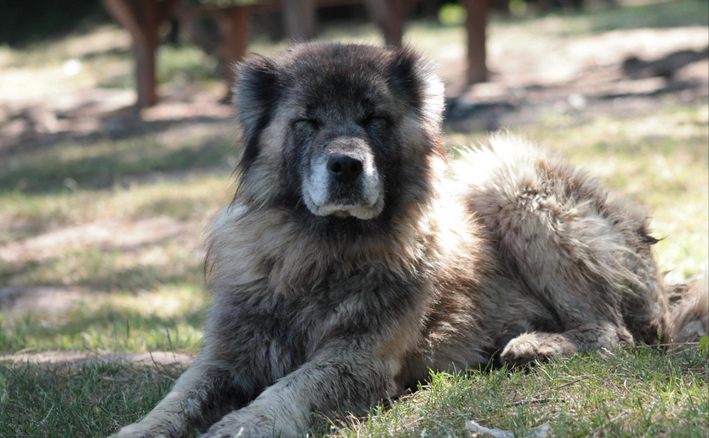高加索犬真的很危險嗎？破解 7 大迷思，告訴你牠其實比你想的更溫柔