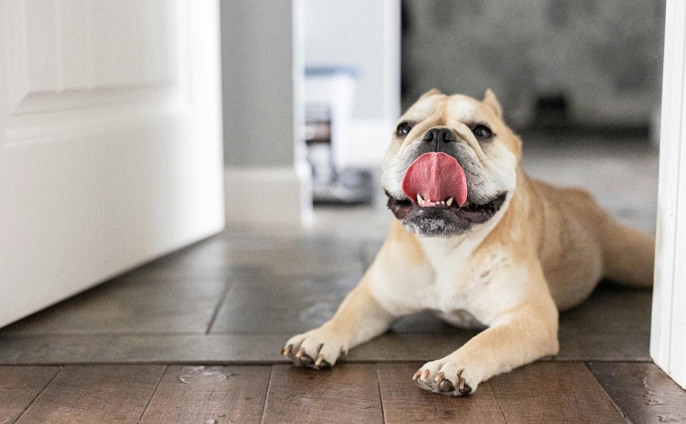 狗狗一直舔地板、舔空氣？6種可能原因與改善方法