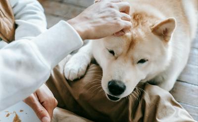 狗狗突然黏人又突然不理人？5個行為學真相，完整解析毛孩的內心戲