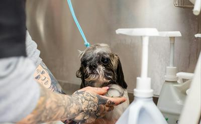 狗狗多久洗一次澡最適合？依犬種、天氣完整解析