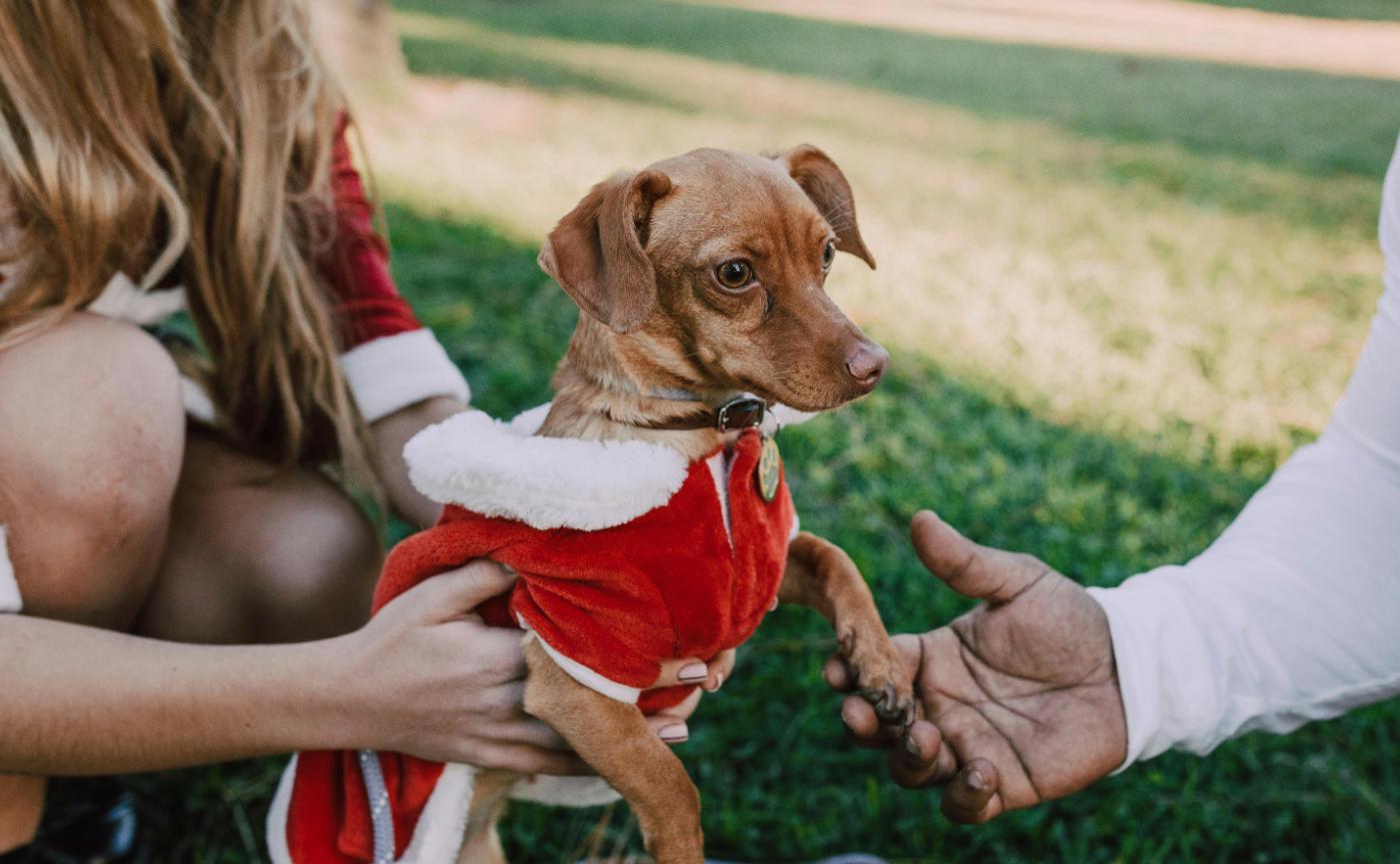 狗狗需要穿衣服嗎？天氣冷熱的判斷方式