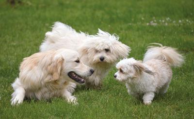 狗狗社交技巧：與其他狗狗、陌生人互動訓練