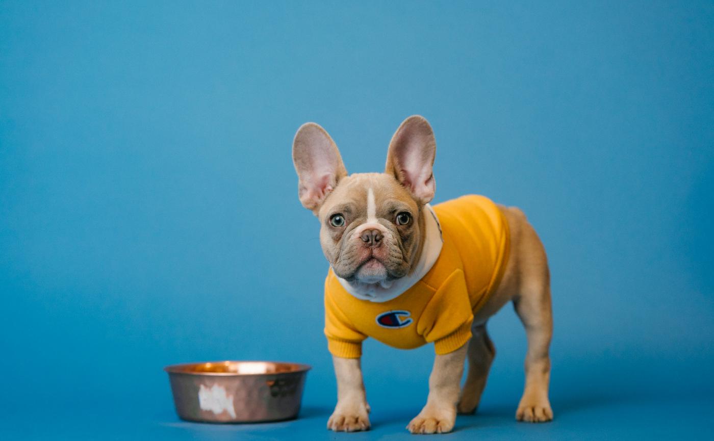 法國鬥牛犬飼養全攻略：鼻吻護理與夏季降溫對策