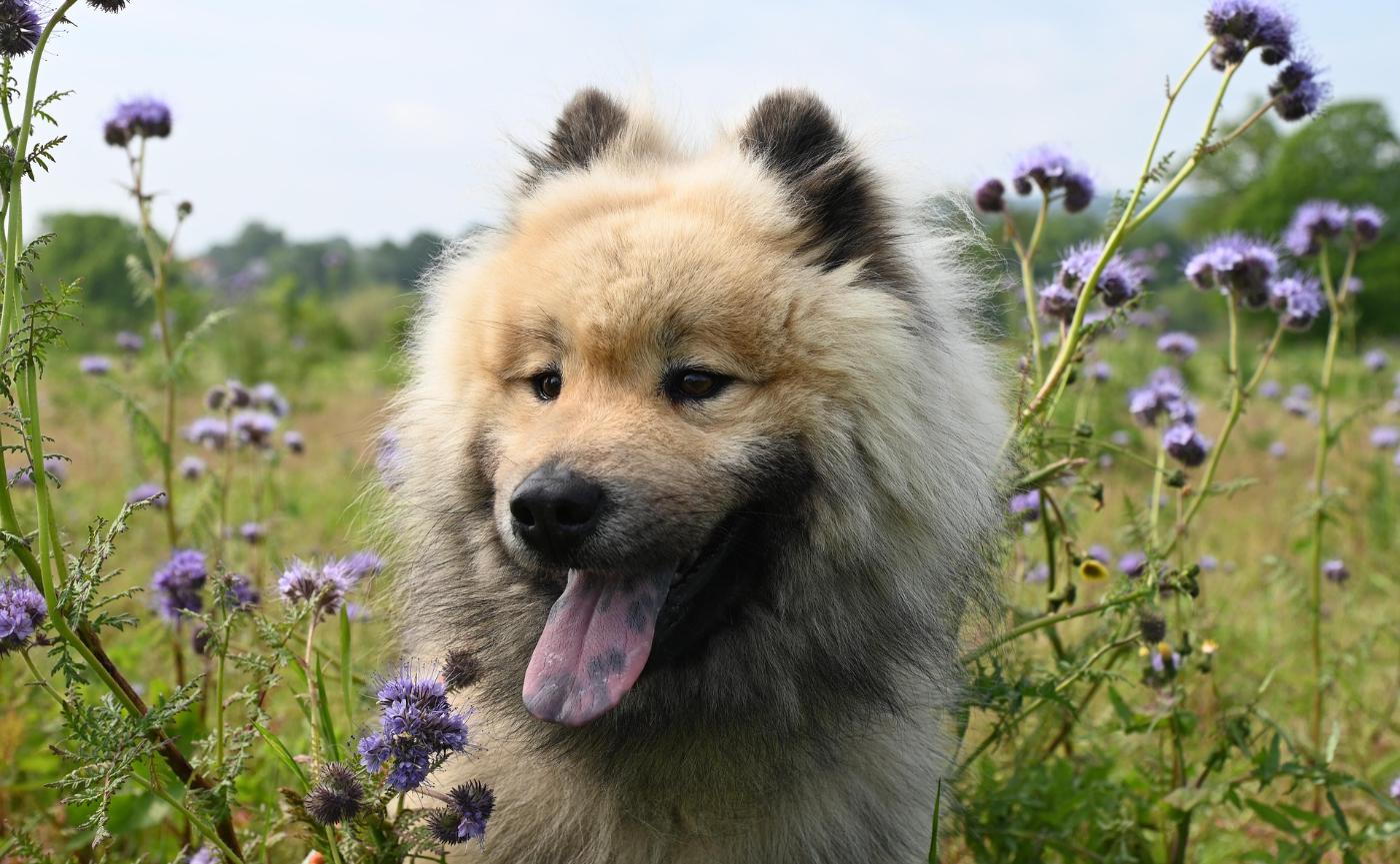 狗狗突然一直喘氣？可能的7種原因與何時該就醫