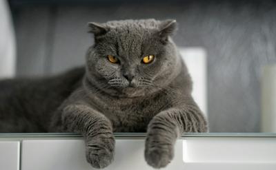 貓咪為什麼喜歡在你洗澡時守在外面？守門員行為的6大科學心理解析