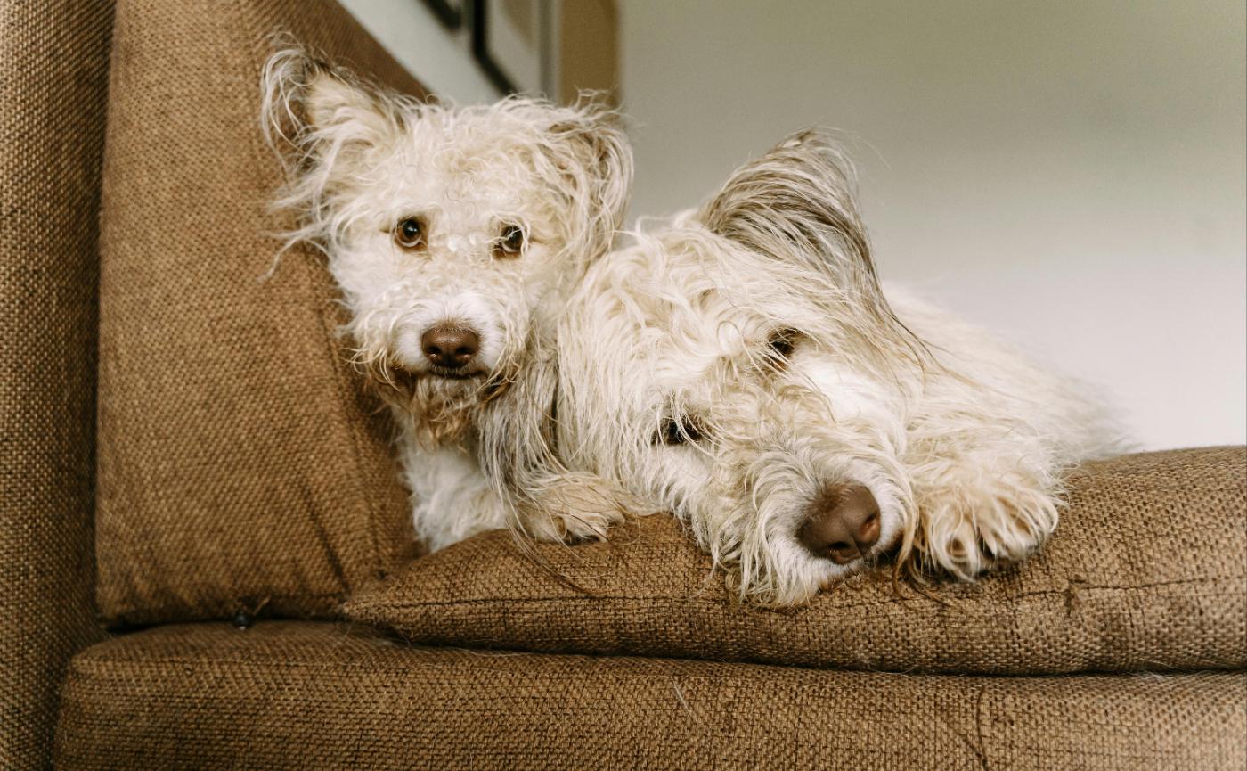 第一次帶狗入住飯店？外宿禮儀與注意事項