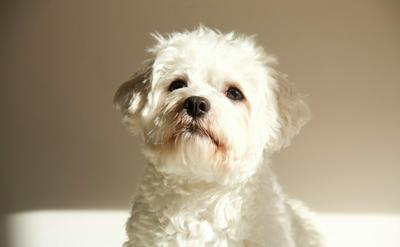 瑪爾濟斯飼養全攻略：專業解析 × 飼養資訊，帶你迎戰淚痕與毛髮危機