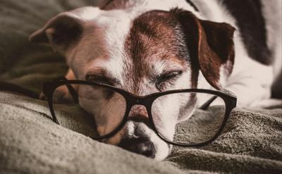 老犬照護指南：飲食、運動、睡眠完整建議