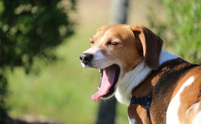 狗狗打哈欠不一定是想睡？解讀4種「壓力性哈欠」的訊號