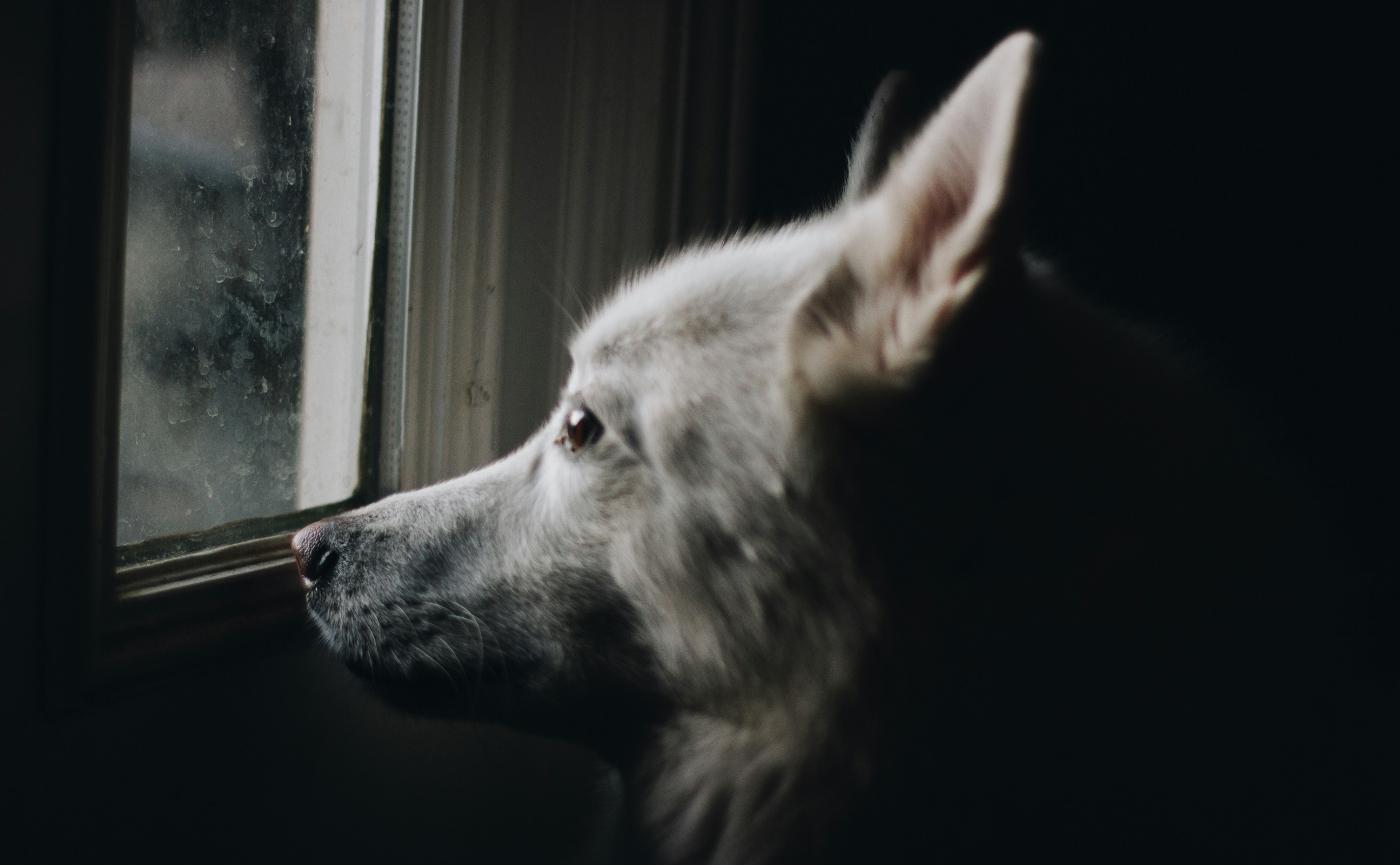 狗狗為什麼看得到你看不到的東西？視覺科學解析與日常觀察