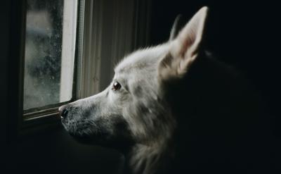 狗狗為什麼看得到你看不到的東西？視覺科學解析與日常觀察