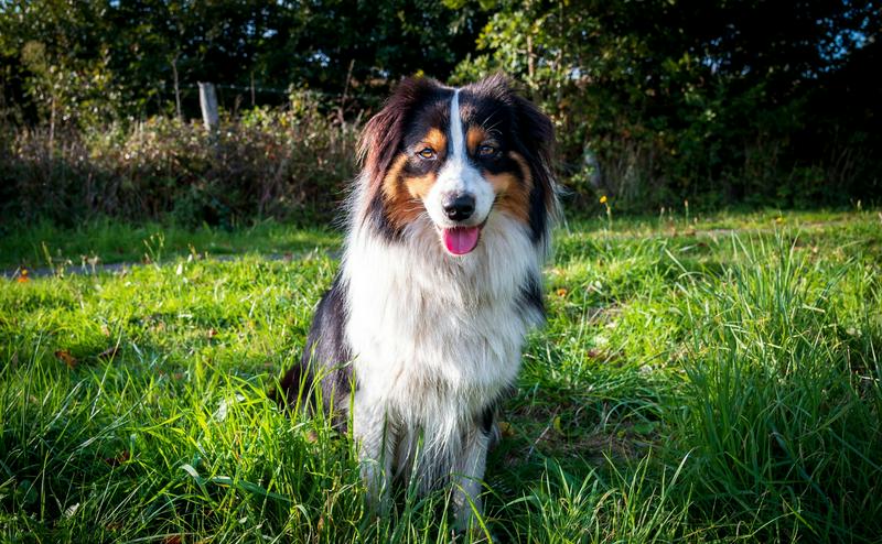 狗狗為什麼喜歡在草地上翻滾？行為原因 + 健康風險解析