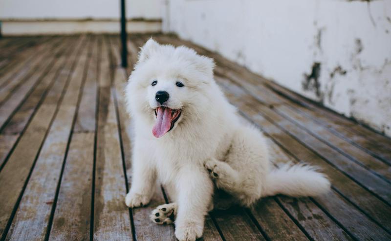 狗狗跳蚤怎麼辦？3步驟快速搞定＋防跳蚤重點一次看