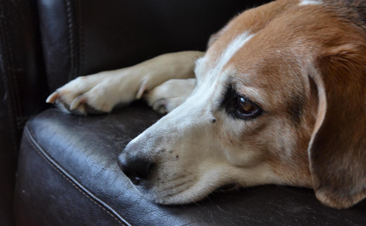 狗狗壓力大？5 個你一定要注意的行為警訊