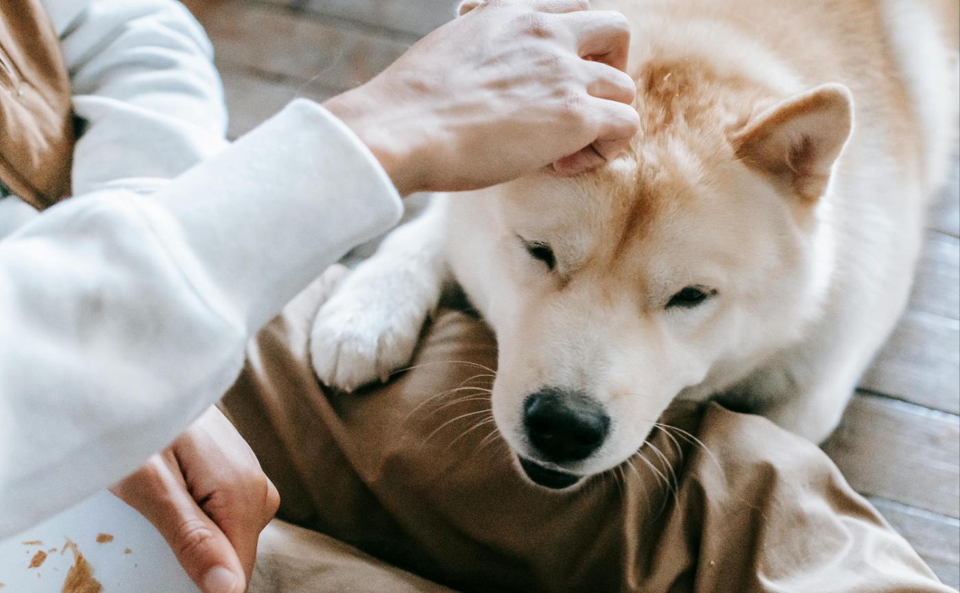 狗狗突然黏人又突然不理人？5個行為學真相，完整解析毛孩的內心戲