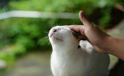 貓咪磨爪、蹭人、蹭家具的心理學：讀懂牠們無聲的愛語與領地宣言