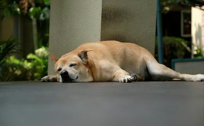 狗狗做夢也會跑？解讀睡眠抽搐與嗚咽的真相