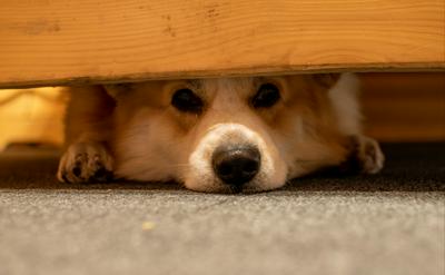 狗狗為什麼怕打雷？減緩雷雨恐懼症的7個方法