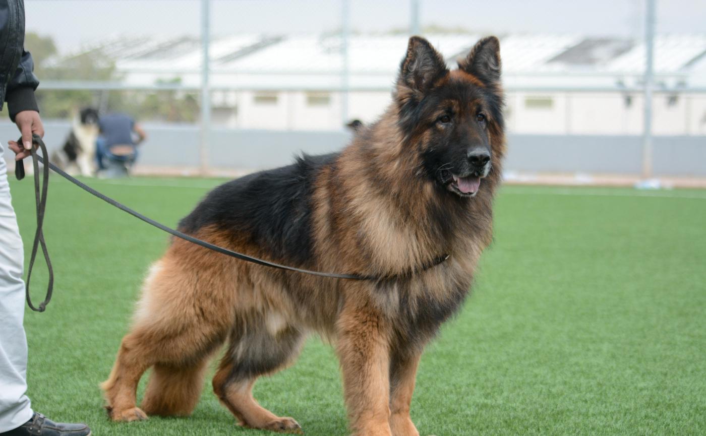 狗狗為什麼會護主？科學觀點解析毛孩行為背後原因