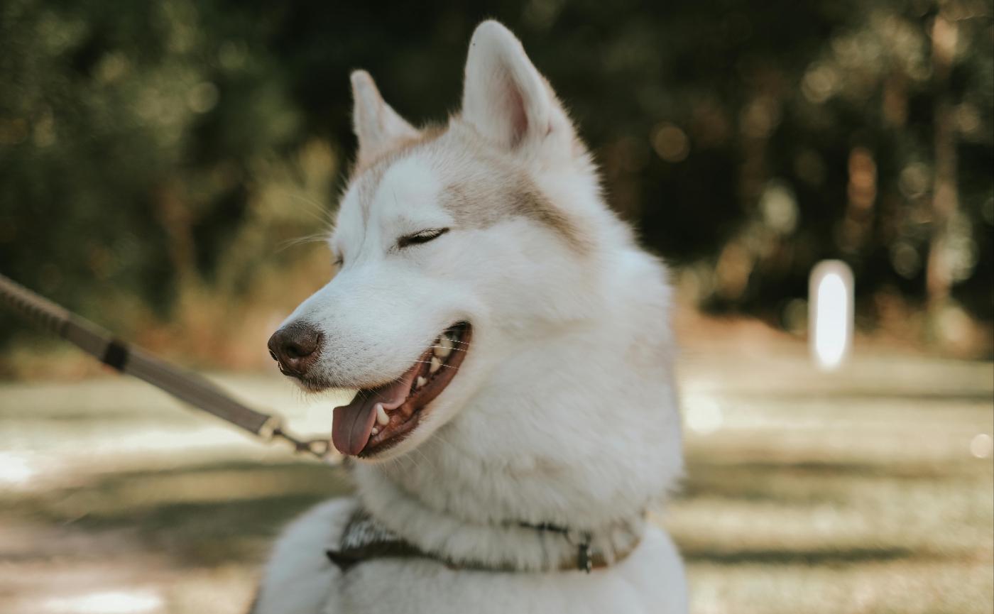 狗狗發抖卻不冷？4 種可能的健康問題與判斷方式