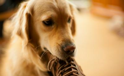 狗狗偷襪子、偷拖鞋、偷各種東西？行為心理、原因解析與改善方法