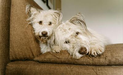 第一次帶狗入住飯店？外宿禮儀與注意事項