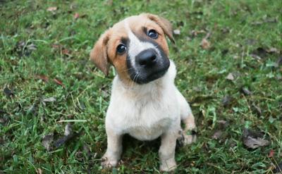 狗狗歪頭是賣萌？其實是聽覺與視覺的精密計算