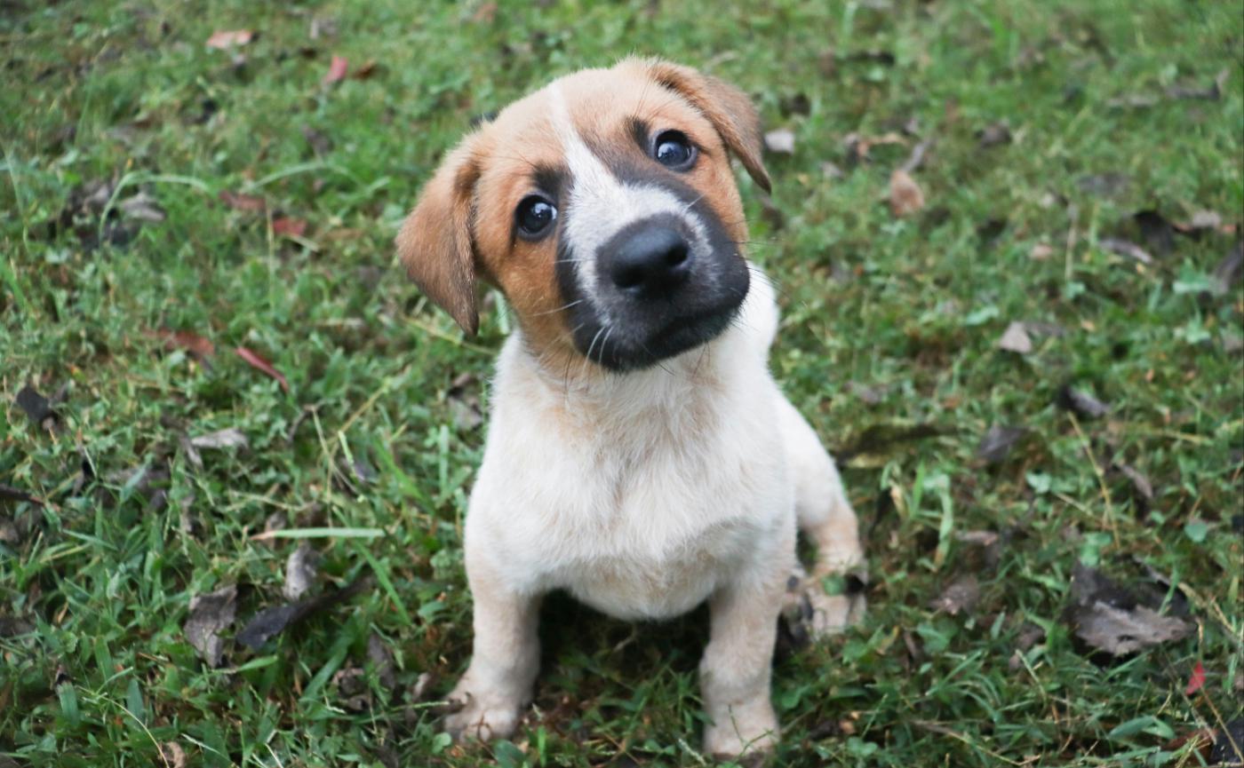 狗狗歪頭是賣萌？其實是聽覺與視覺的精密計算