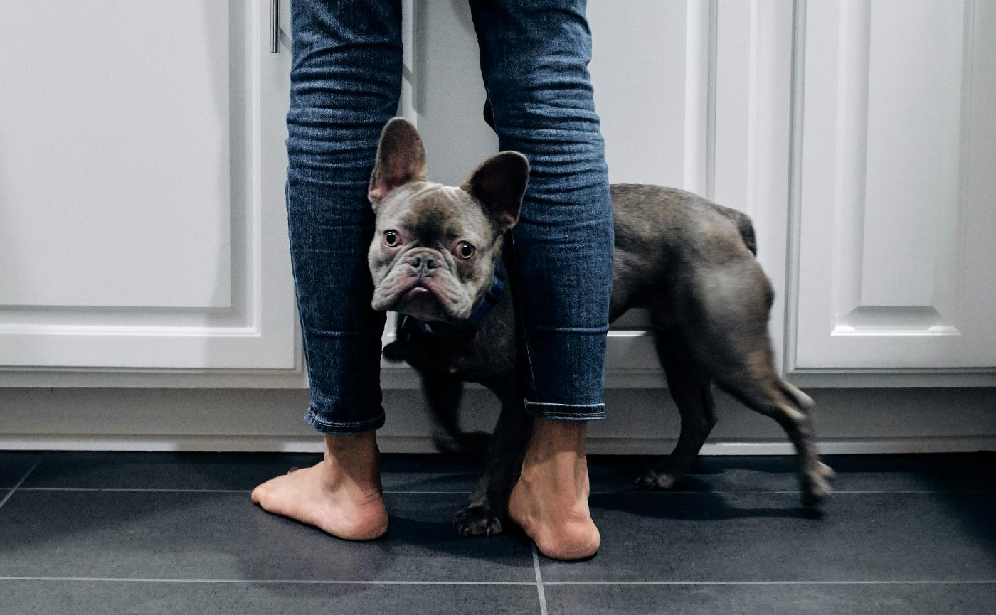 狗狗為什麼愛靠在你腳邊？5種依賴行為的心理密碼