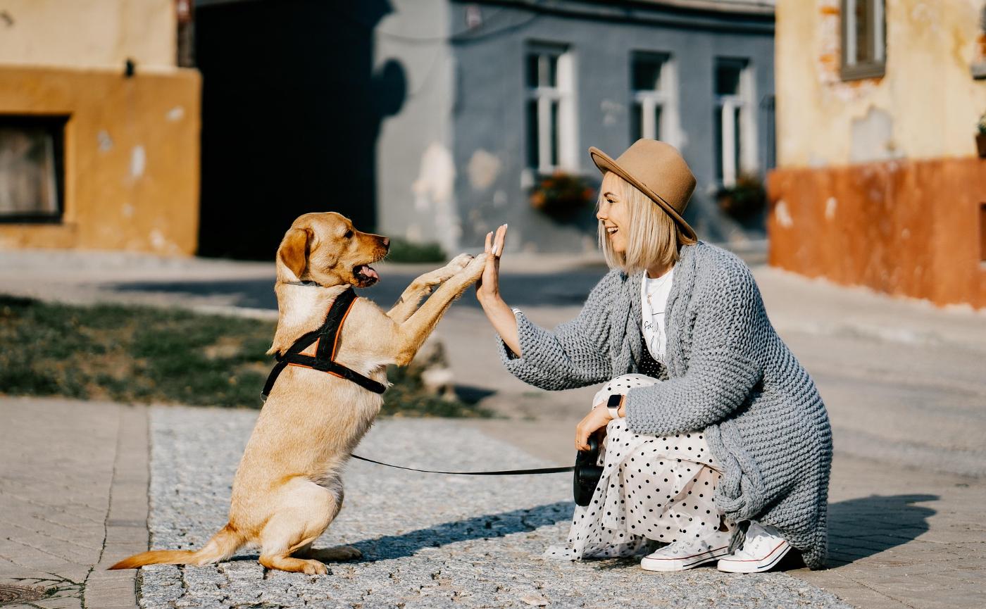 對狗狗「講話」真的有用嗎？從科學解析狗狗如何理解人類語言