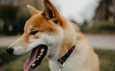 狗狗多久刷一次牙？牙結石與口臭如何預防？