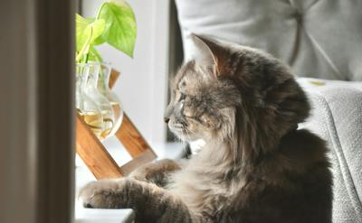 貓咪為什麼愛看窗外？揭秘『貓咪電視』對心理健康的3大作用