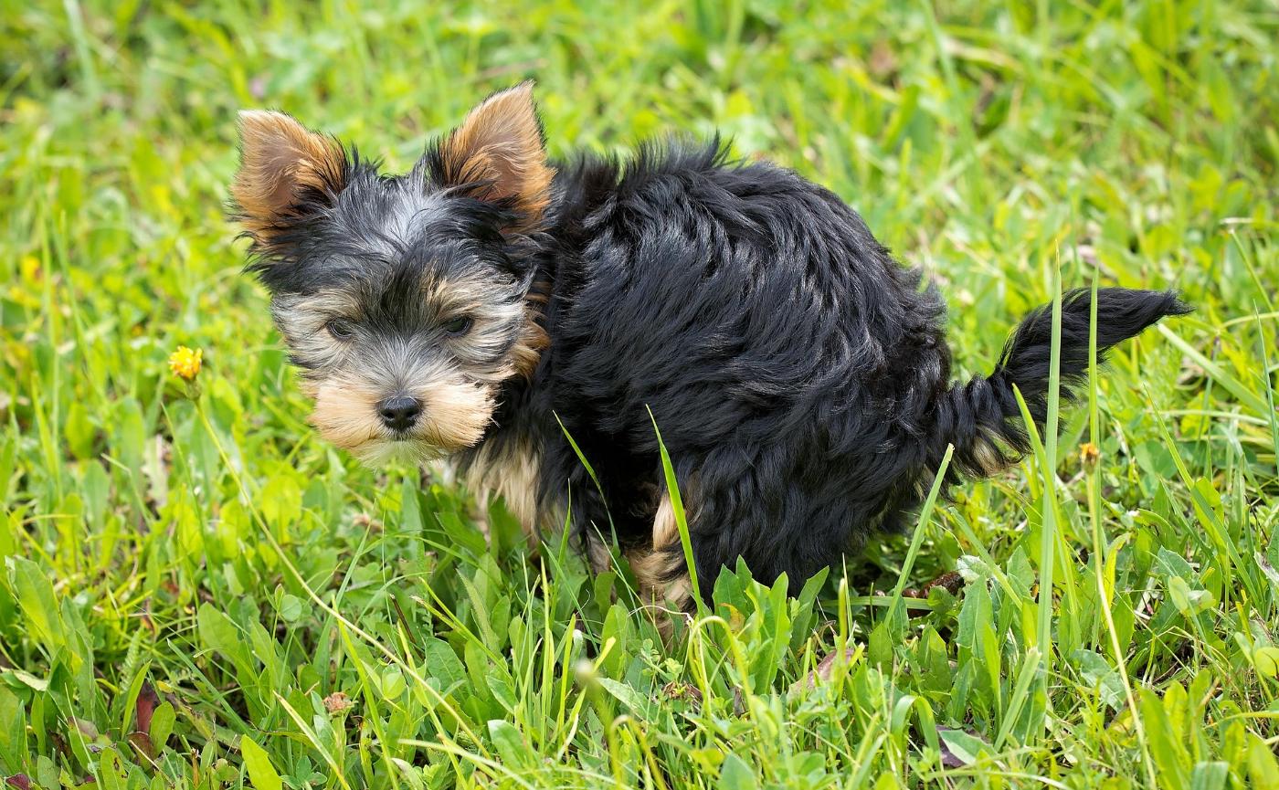狗狗便便前為什麼要轉圈？祖先留下的生存儀式與科學解釋