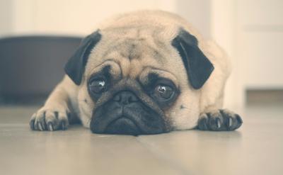 狗狗嘆氣是滿足還是失望？解讀5種「嘆息」背後的真實情緒