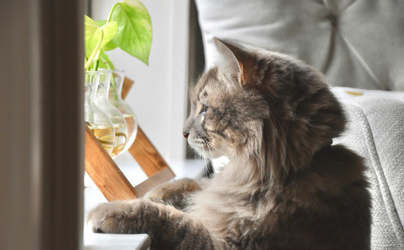 貓咪為什麼愛看窗外？揭秘『貓咪電視』對心理健康的3大作用