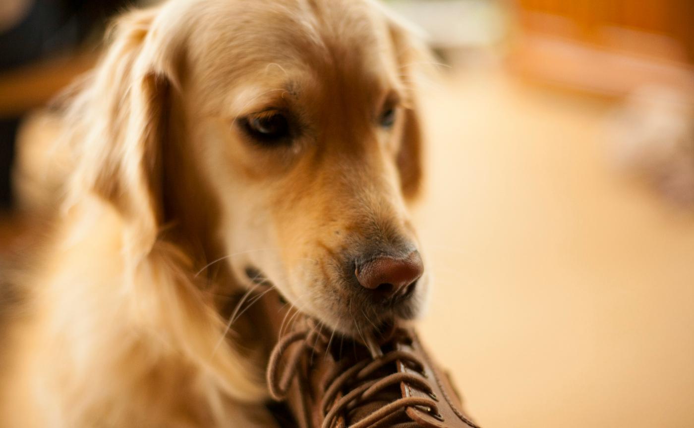 狗狗偷襪子、偷拖鞋、偷各種東西？行為心理、原因解析與改善方法