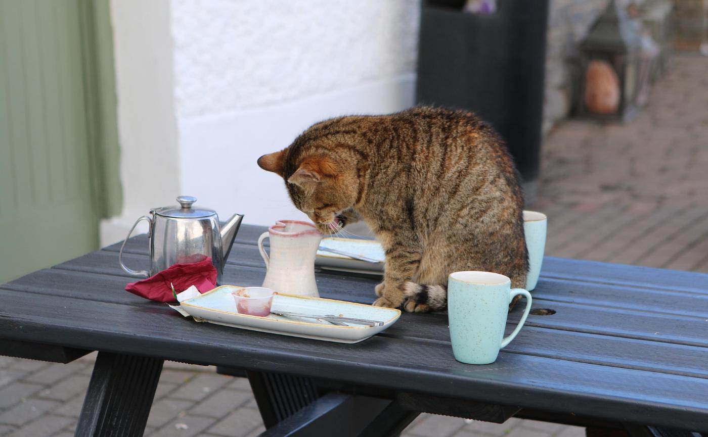 貓咪為什麼把東西推下桌？背後不是調皮，是3種科學本能