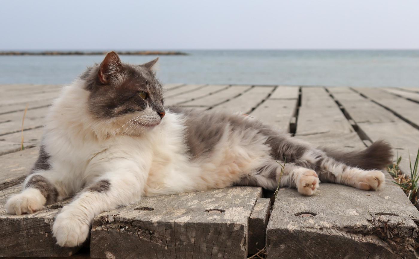 熟齡貓腎臟保健全攻略：日常飲水、飲食與觀察要點