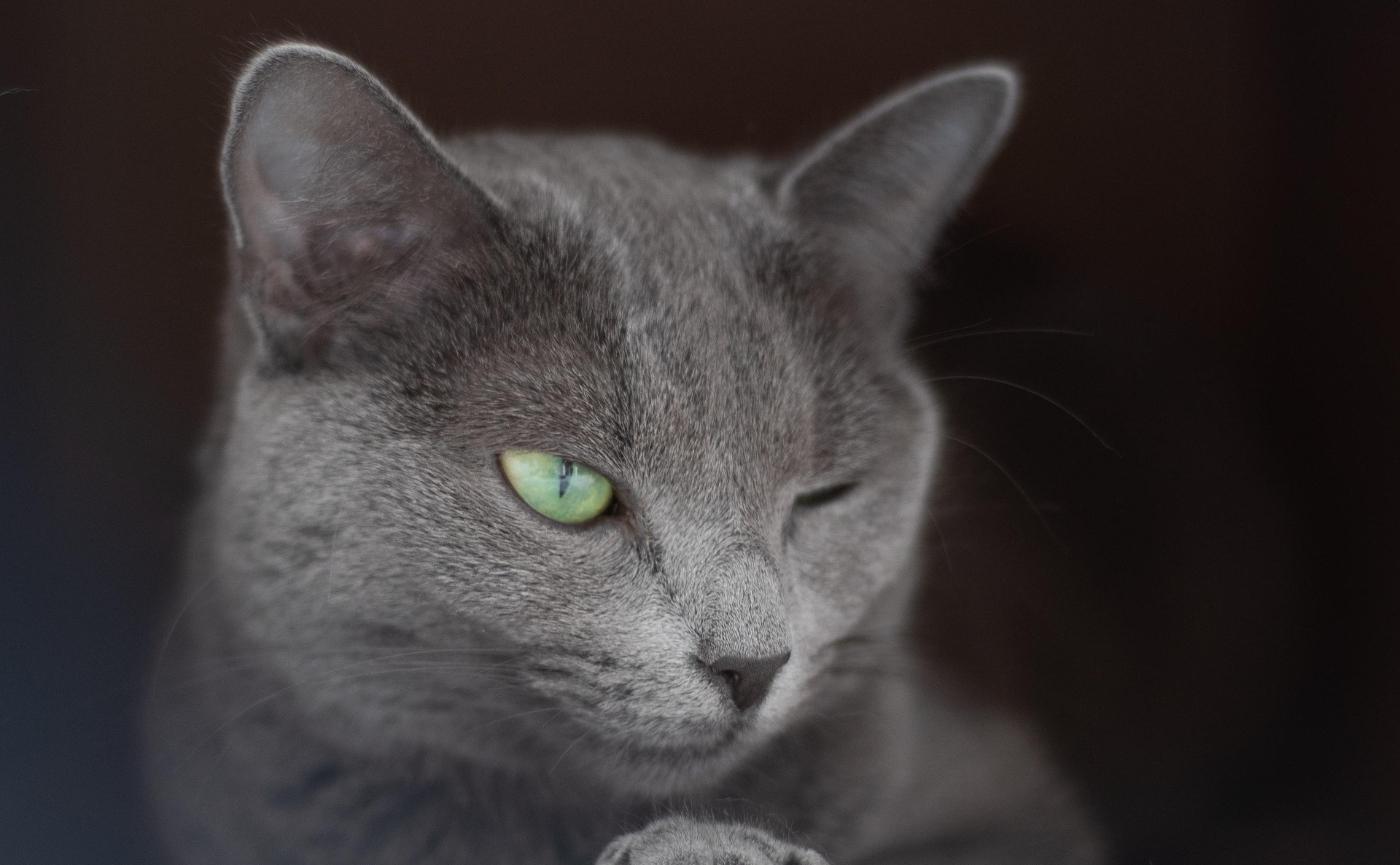 貓咪慢眨眼是什麼意思？為什麼牠對你輕輕瞇眼是最高讚美