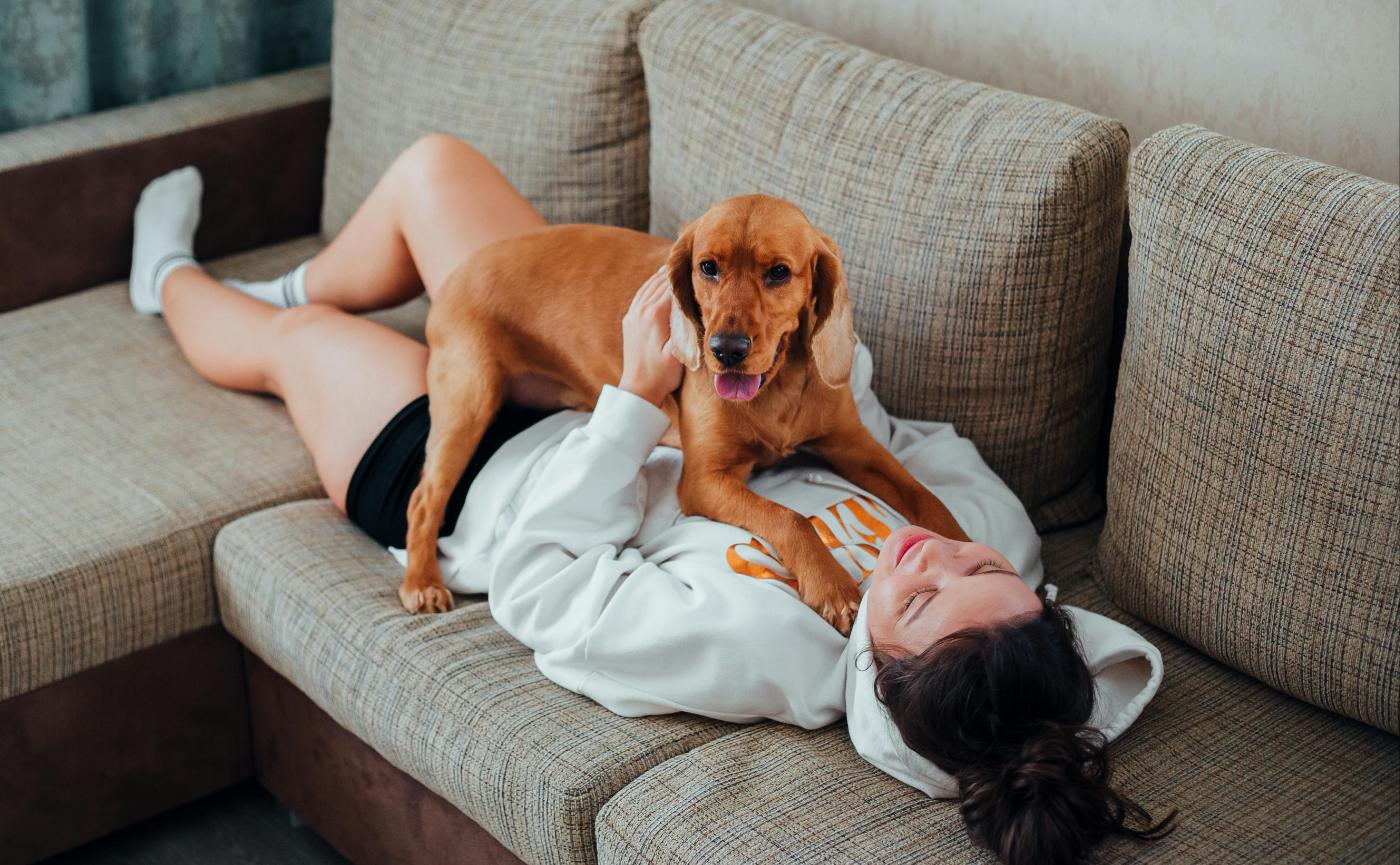 如何讓狗狗不再狂撲人？解析撲人原因與完整訓練方法