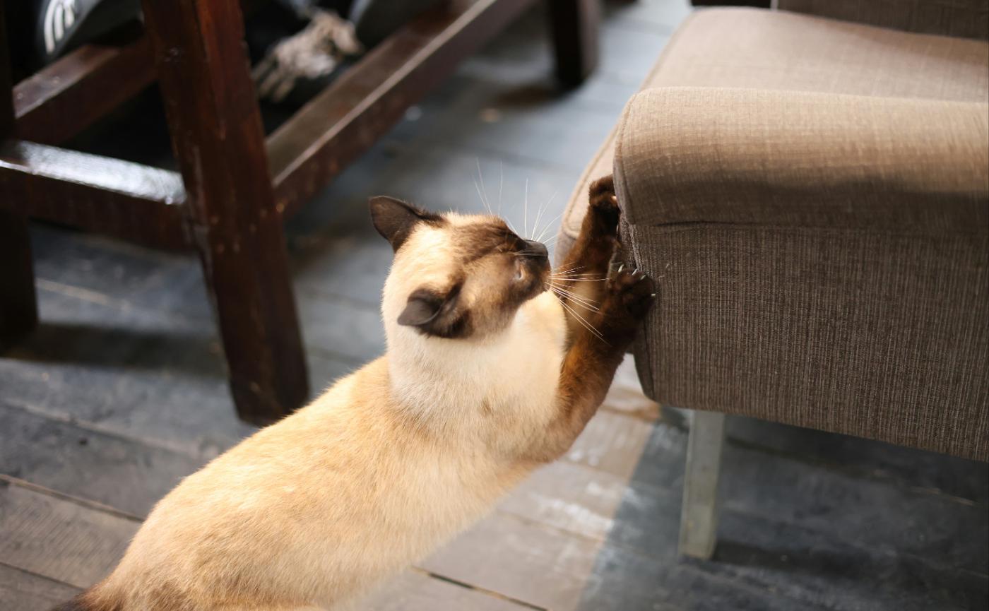 貓咪為什麼喜歡抓家具？抓抓行為解析與正確引導技巧