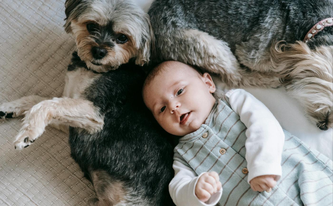 如何讓狗狗適應新成員？迎接新生兒家庭指南