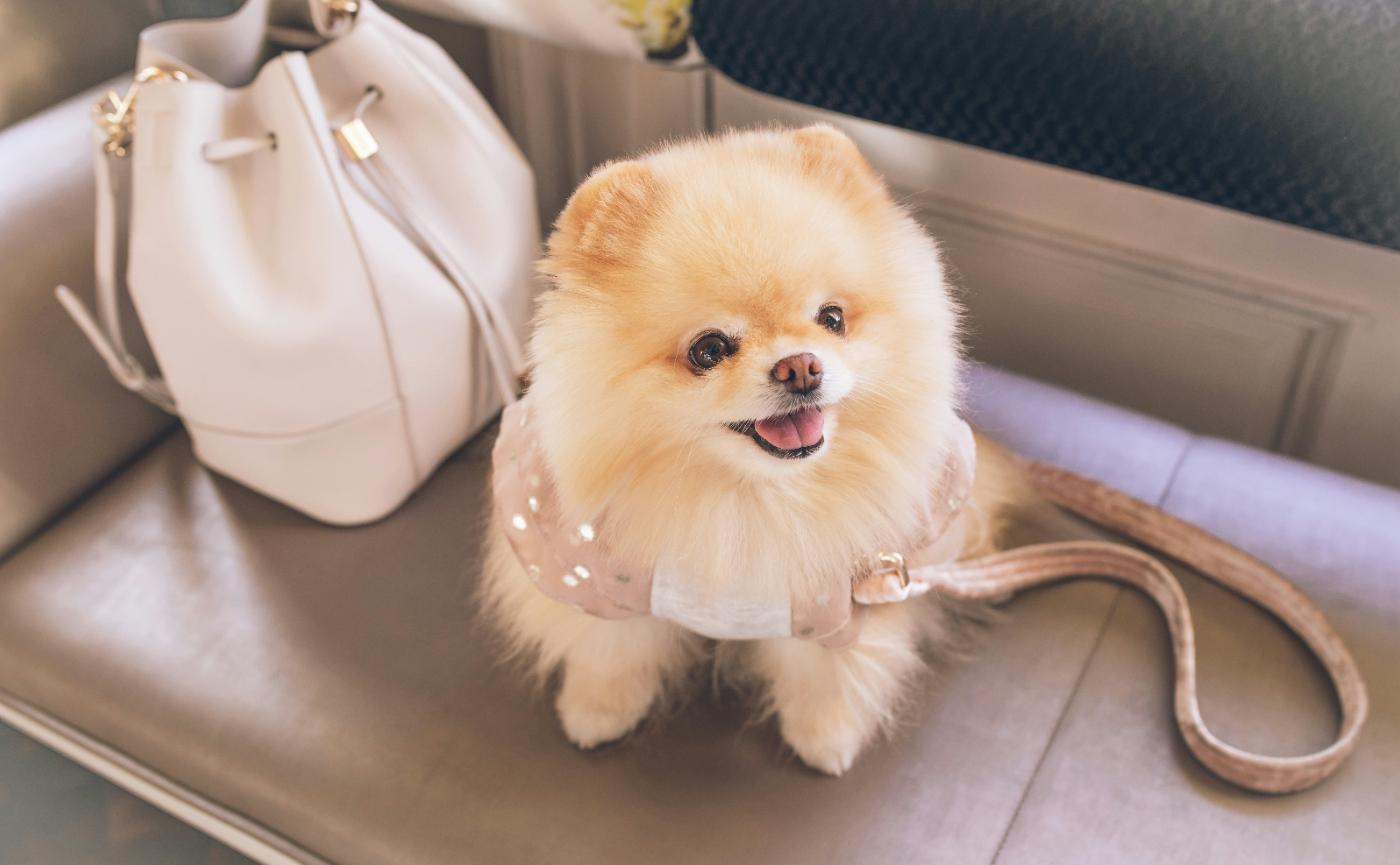 博美犬的飼養陷阱：吠叫管理與關節保健的完整指南